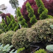 گل و گیاه فضای سبز روف گاردن و گرین وال