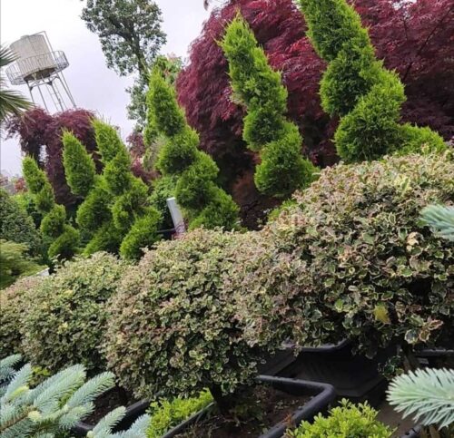 گل و گیاه فضای سبز روف گاردن و گرین وال