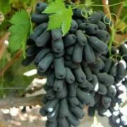 نهال فروشی