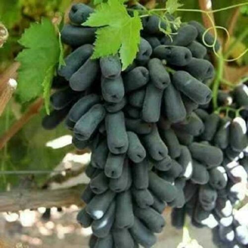 نهال فروشی