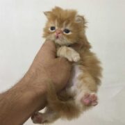 بچه گربه پرشین