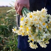 خرید عمده گل نرگس شهلا و گل نرگس شصت پر بی واسطه