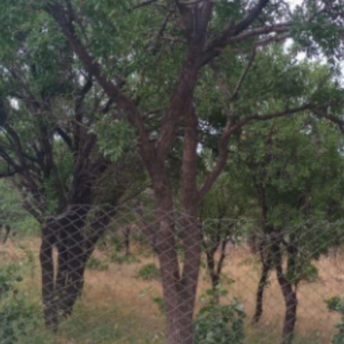 باغ بادام در روستا ،متراژ2154متر،حصارکشی ،چاه آب داره
