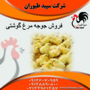 فروش جوجه مرغ گوشتی- جوجه مرغ گوشتی پلاس - طیور